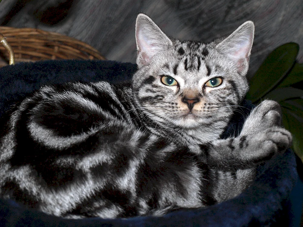 Europäisch Kurzhaar Katze