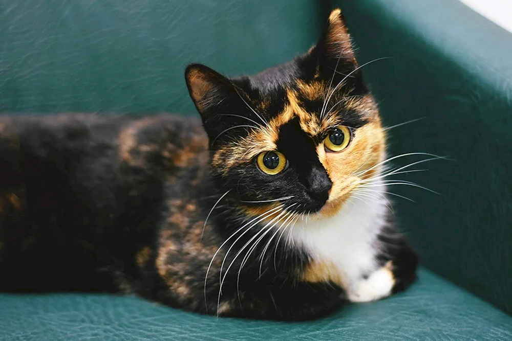 Amerikanische kurzhaarige schildpatt Katze