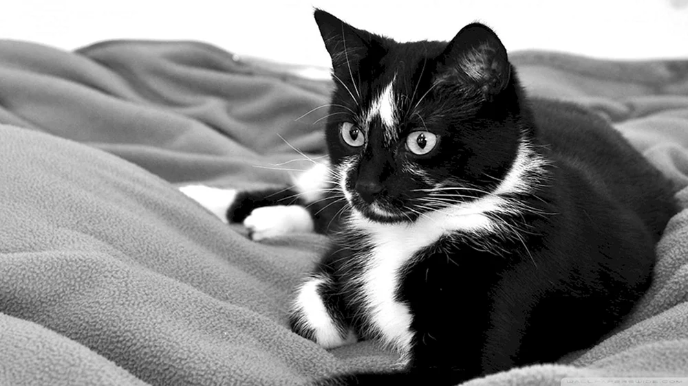 Weiße Katze mit weißen Beinen