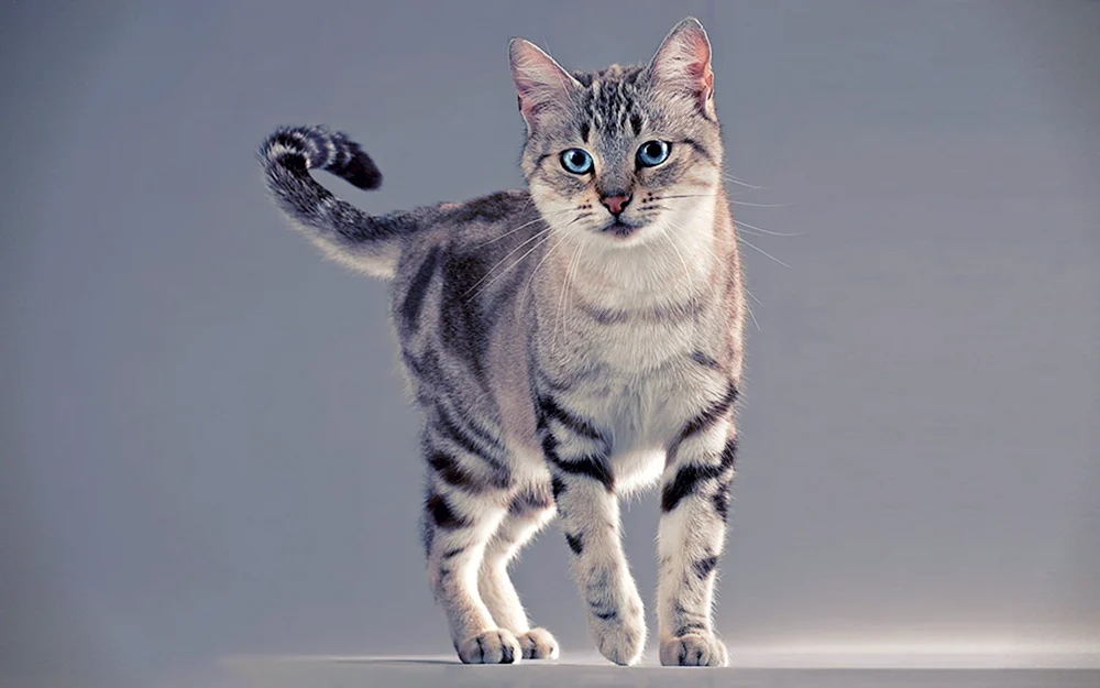 American Shorthair Tabby