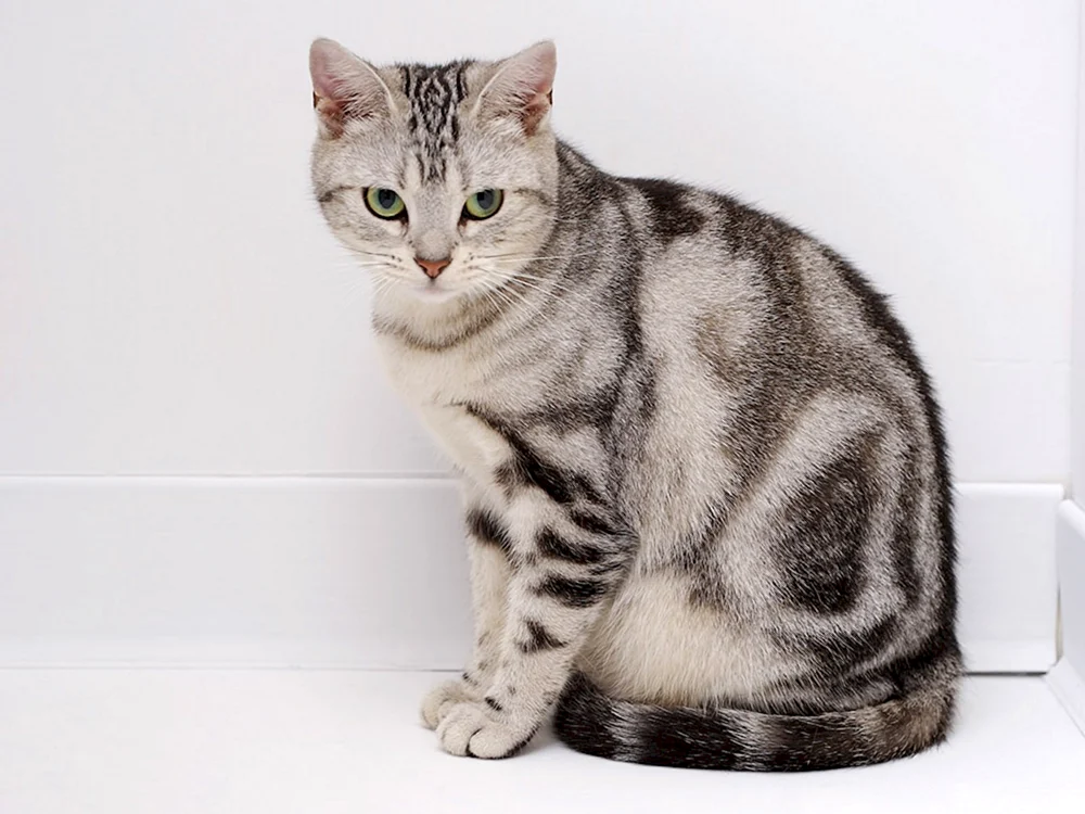 Grau gestreifte Katzenrasse