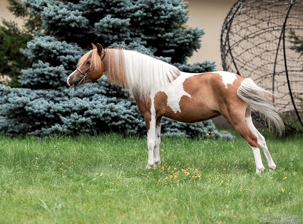 Tinkerpferd