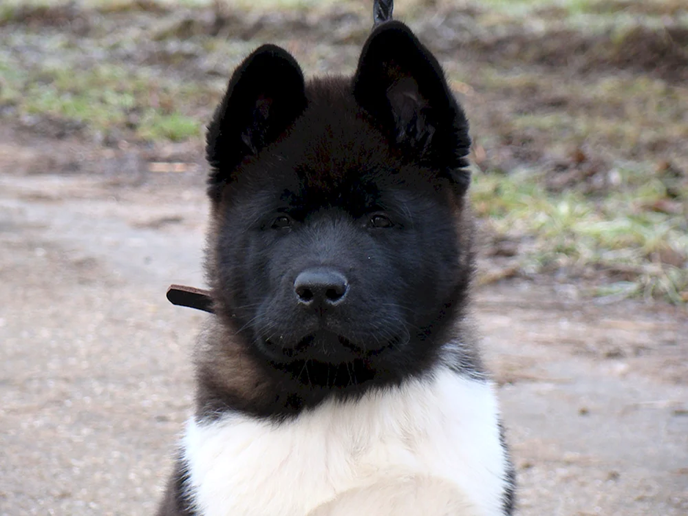 Amerikanischer Akita