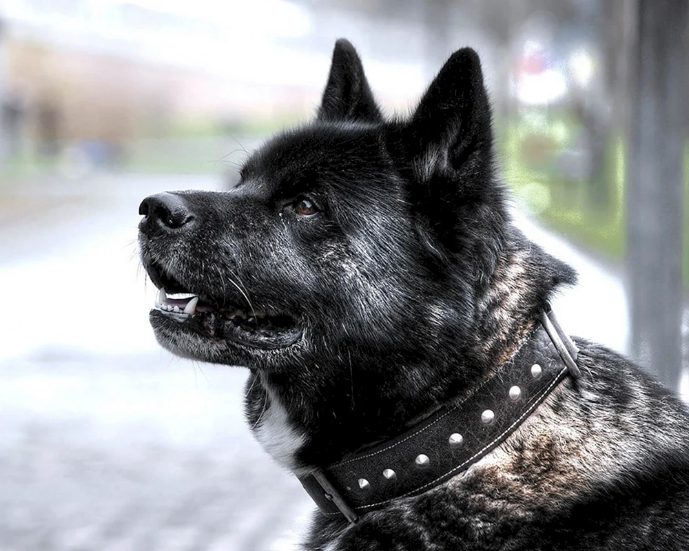 Akita-inu Amerikanisch schwarz