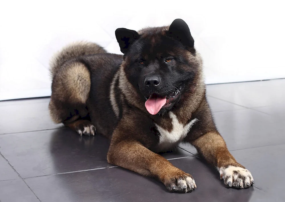 Amerikanischer Akita