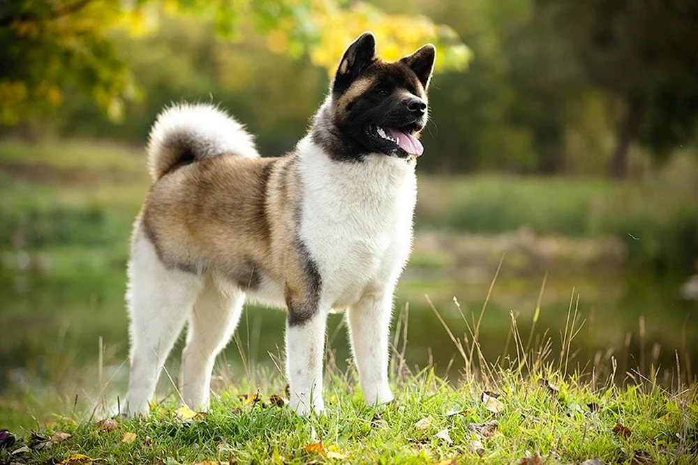 Akita Inu