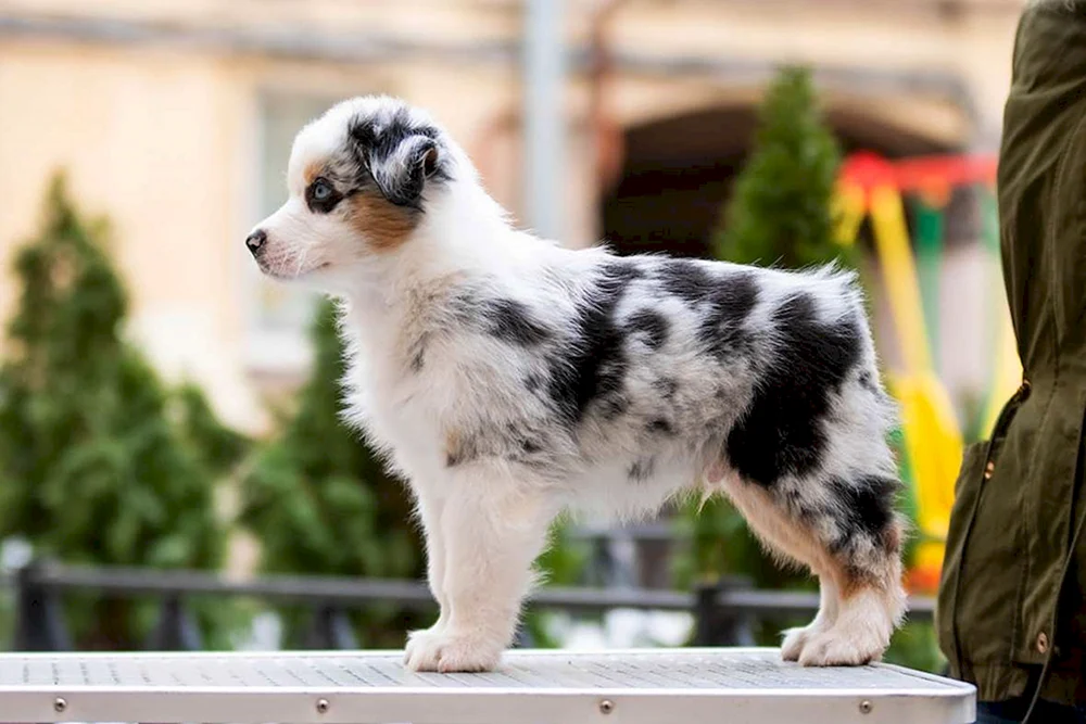 Amerikanischer Schäferhund aussie