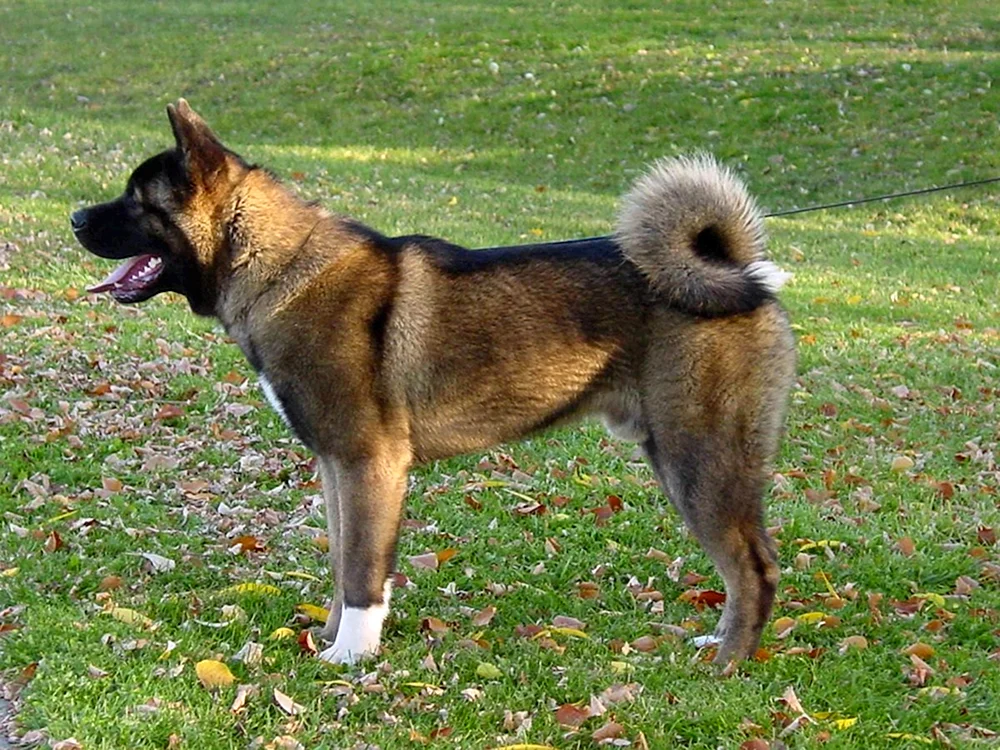 Amerikanischer Akita