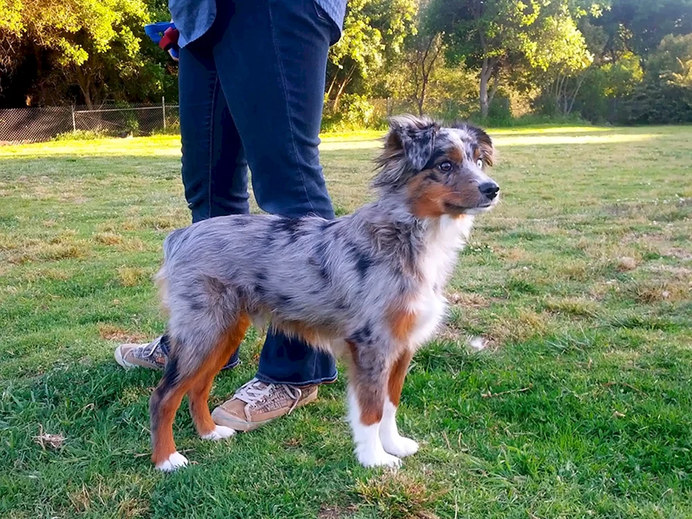 Aussie Australian Shepherd. Schäferhund