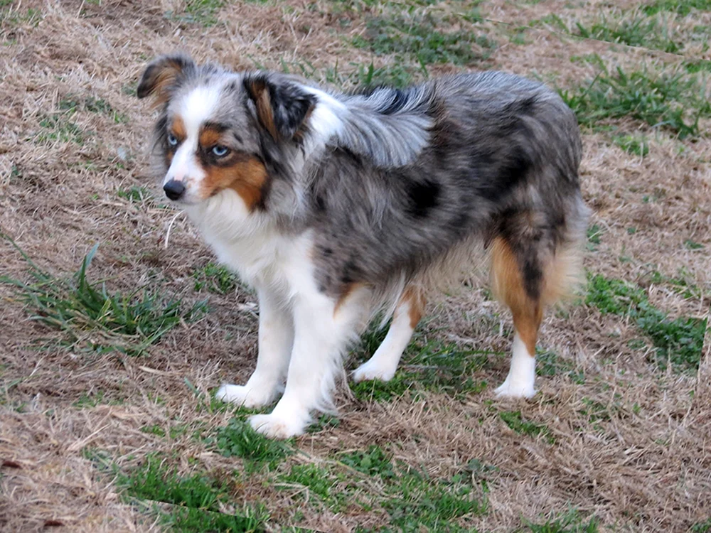 Amerikanischer Schäferhund aussie