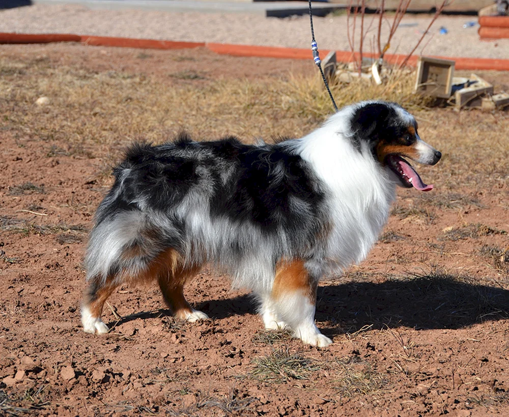 Aussie Welpe