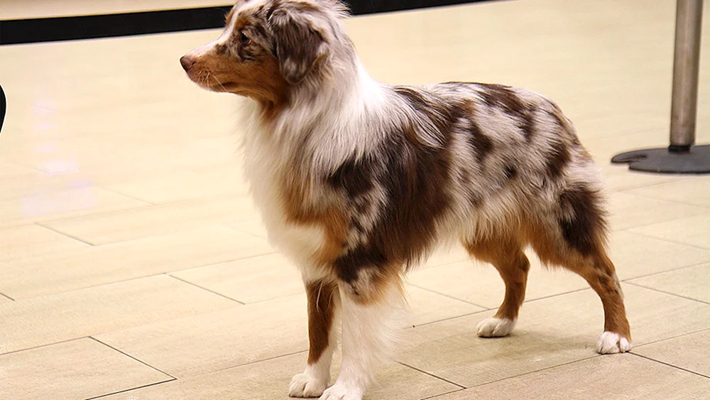 Aussie Miniatur Amerikanischer Schäferhund aussie
