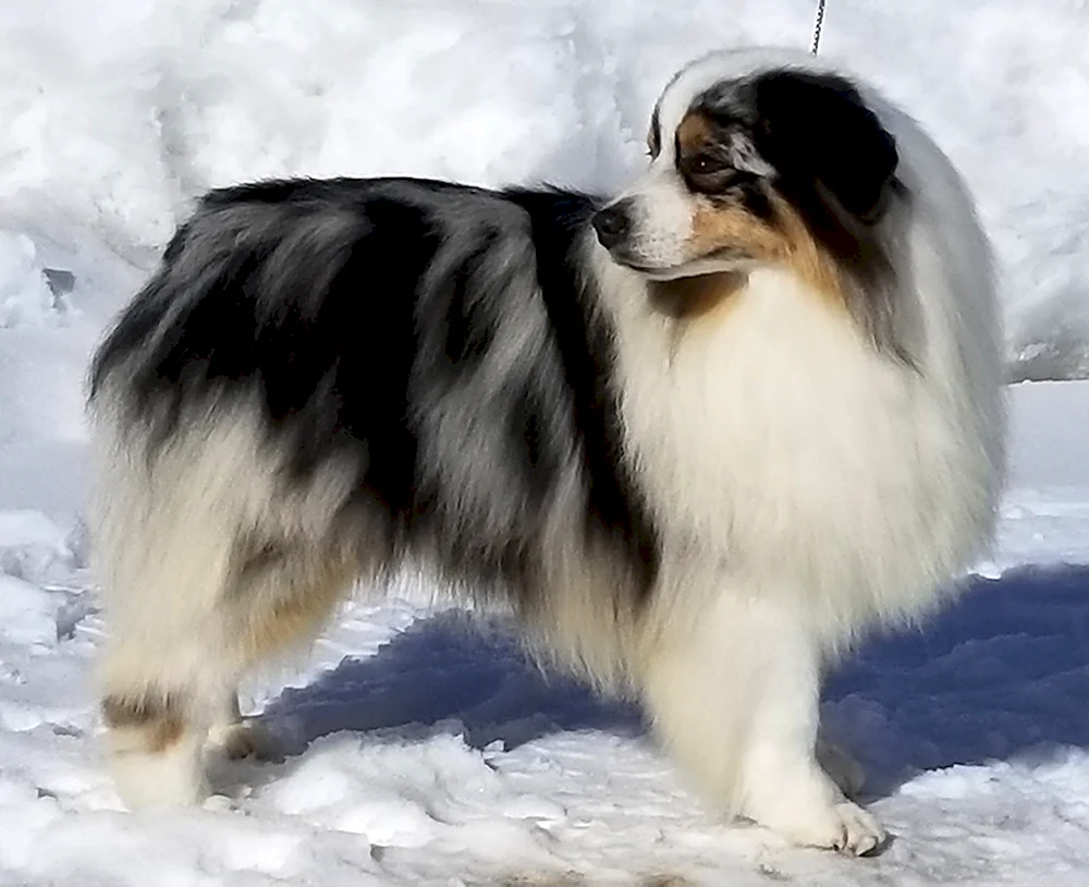 Miniatur Amerikanischer Schäferhund rote Murmel