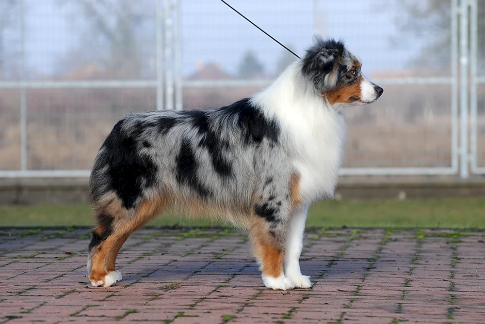 Aussie