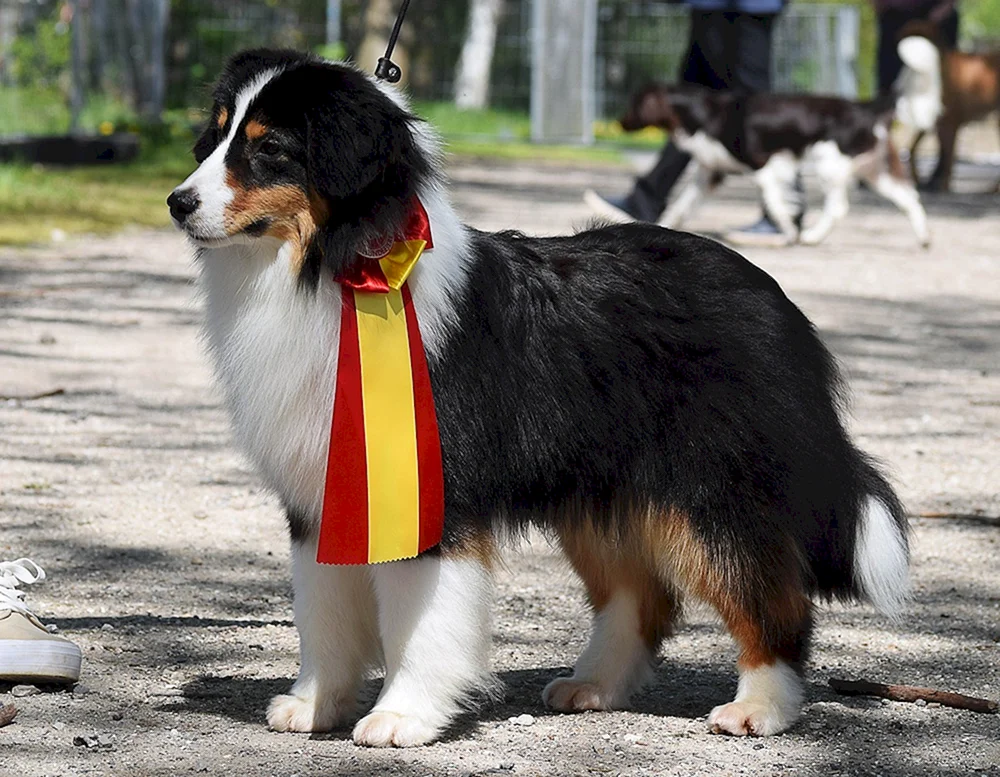 American shepherd aussie
