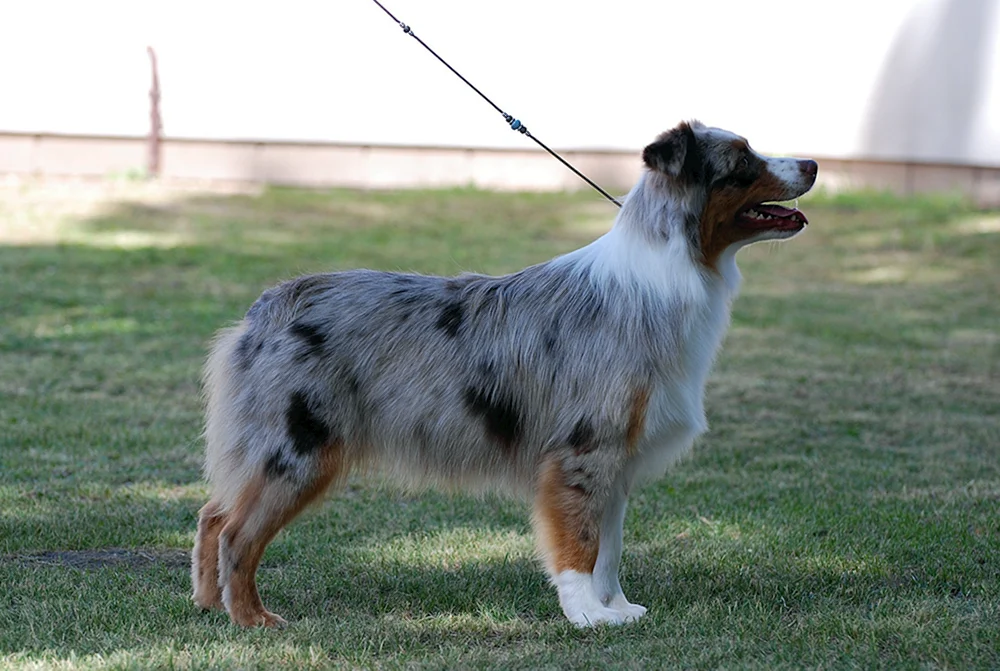 American shepherd aussie