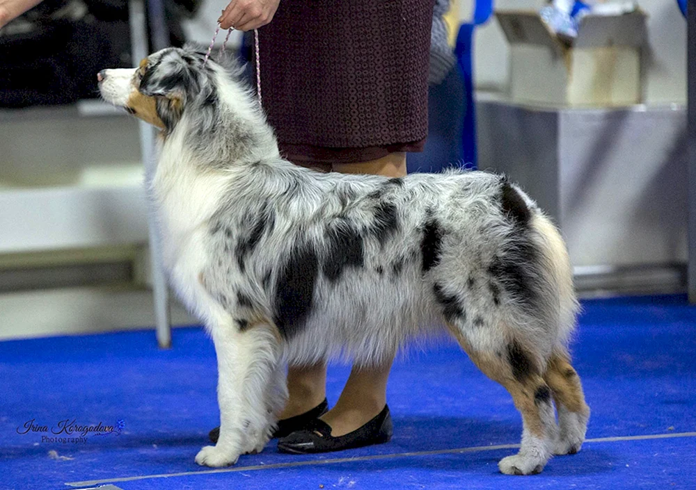 Miniatur American shepherd aussie
