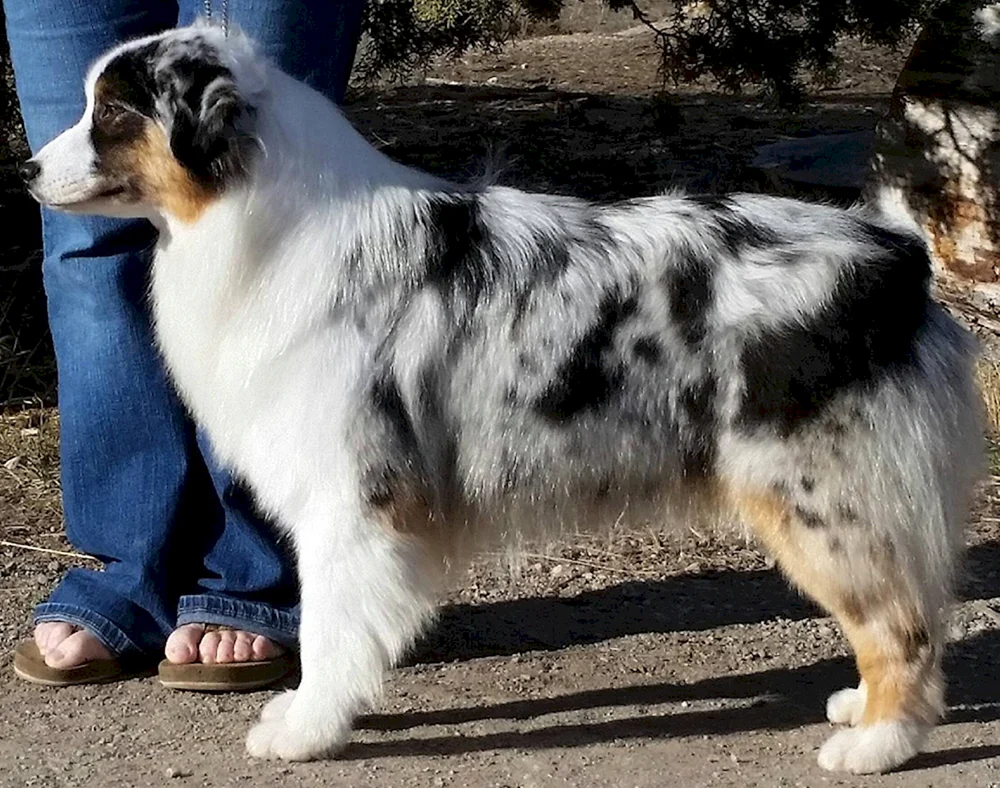American shepherd aussie