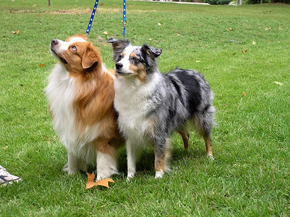 American shepherd aussie. Aussie