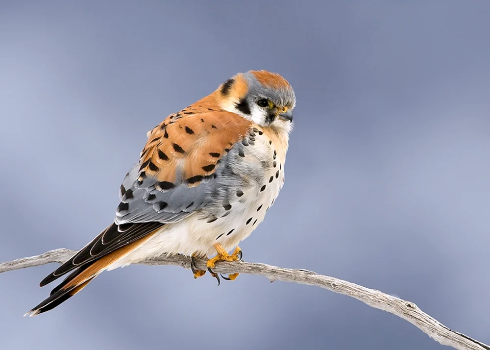 Gewöhnlicher Turmfalke