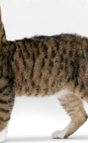 American Shorthair