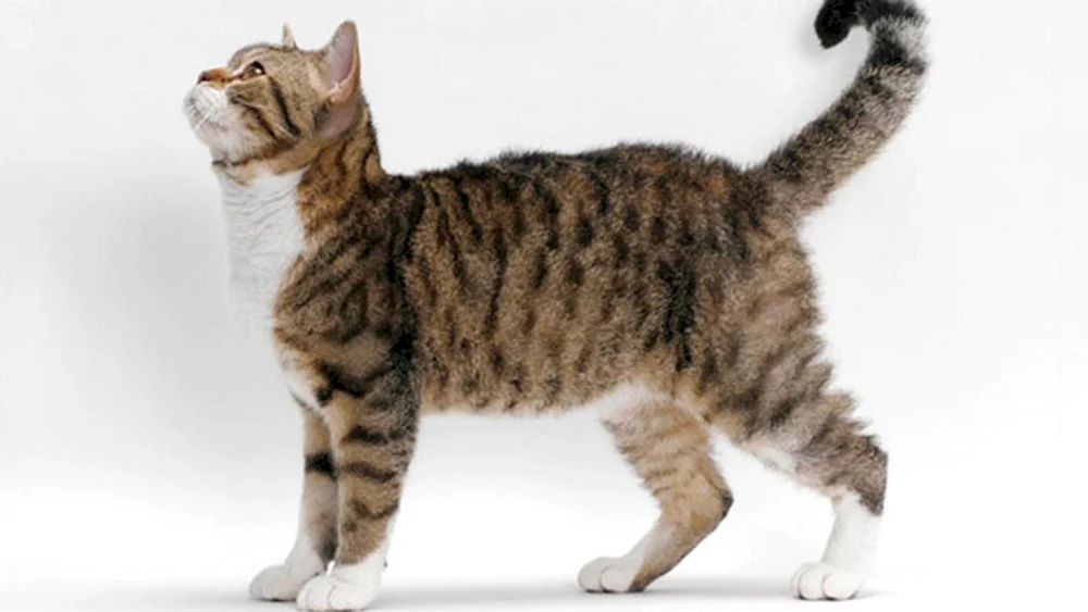American Shorthair