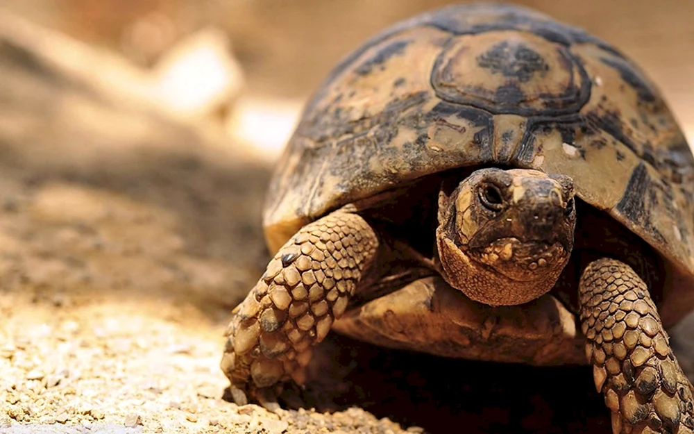 Amerikanische Landschildkröten