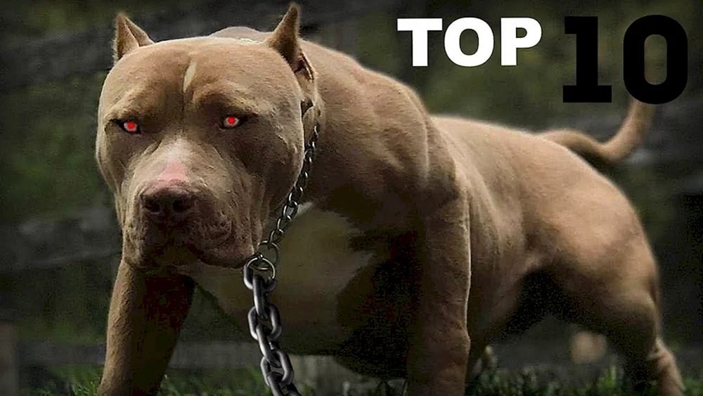 Amerikanischer Pit Staff Terrier