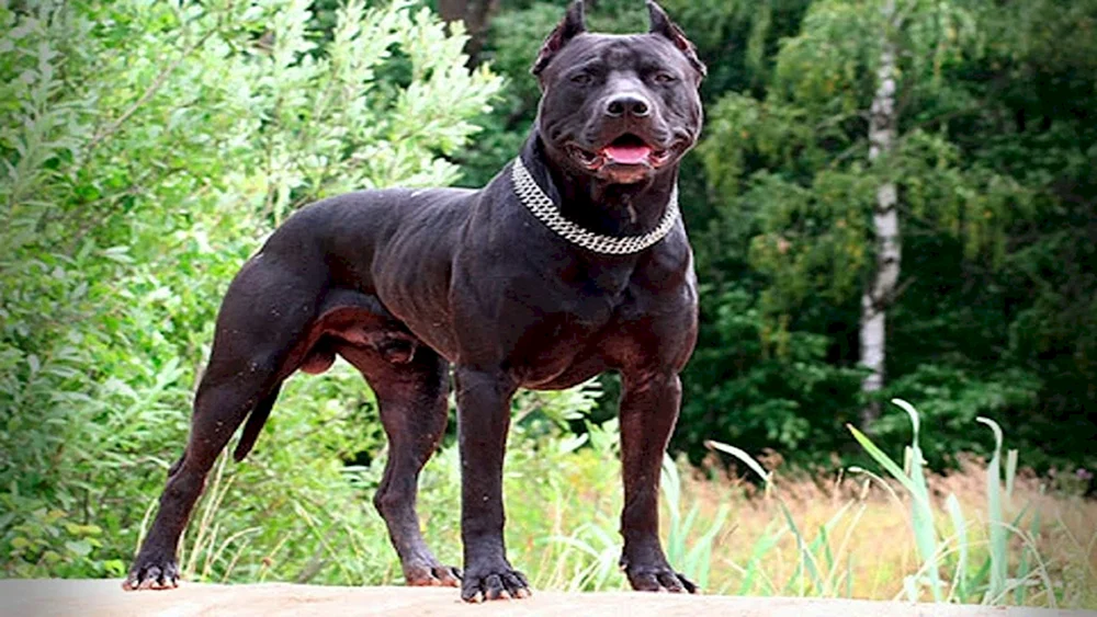 Amerikanischer Bandog Terrier