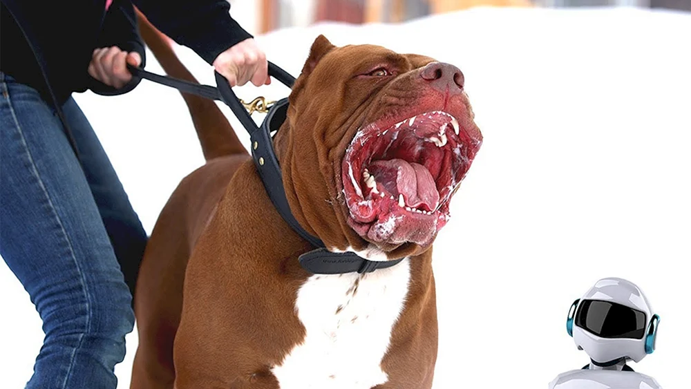 Staffordshire Terrier American Pit Bull Terrier schwarz