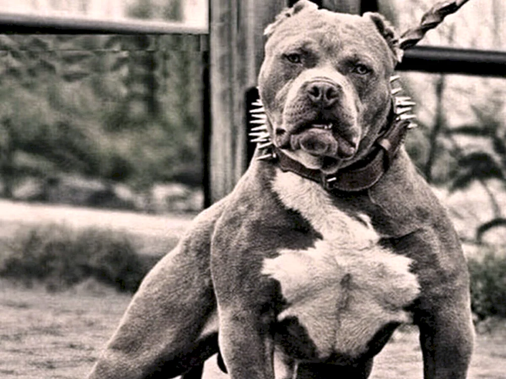Amerikanischer Bandog Terrier