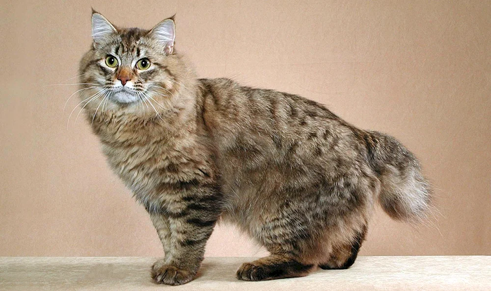 Amerikanische Bobtail Katze