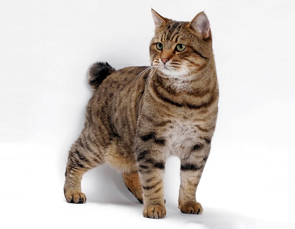 Amerikanische Bobtail Katze Katze