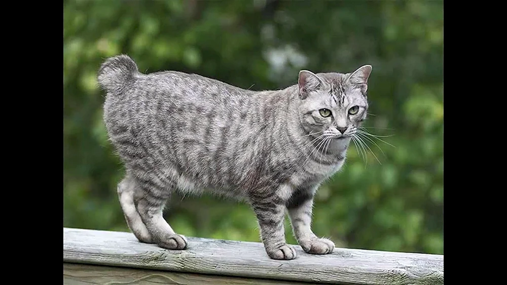 Bobtail-Katze