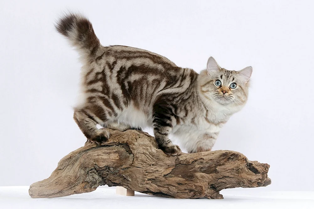 Kurilian Bobtail