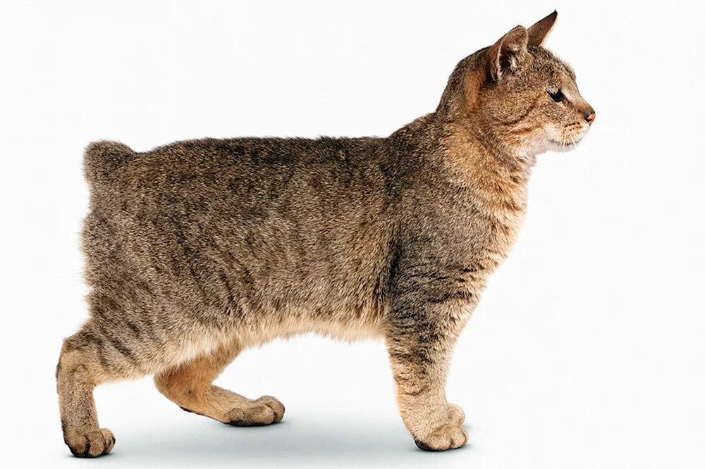 American Bobtail Shorthair