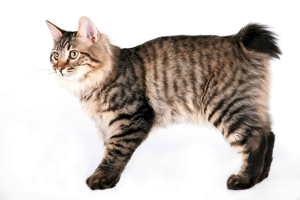 Amerikanische Bobtail Kurzhaar