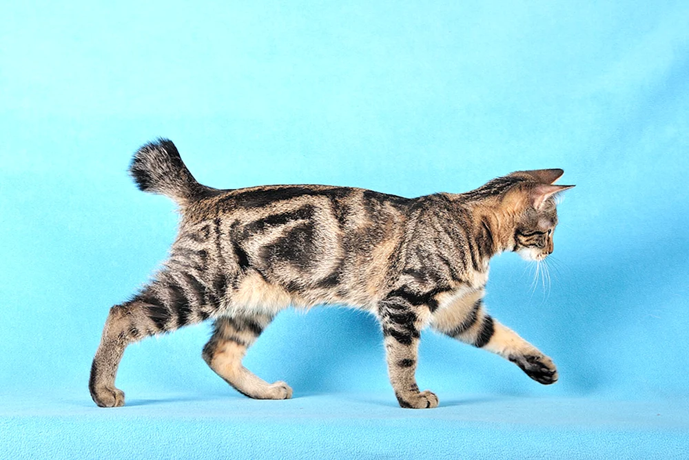 Kimrick Bobtail