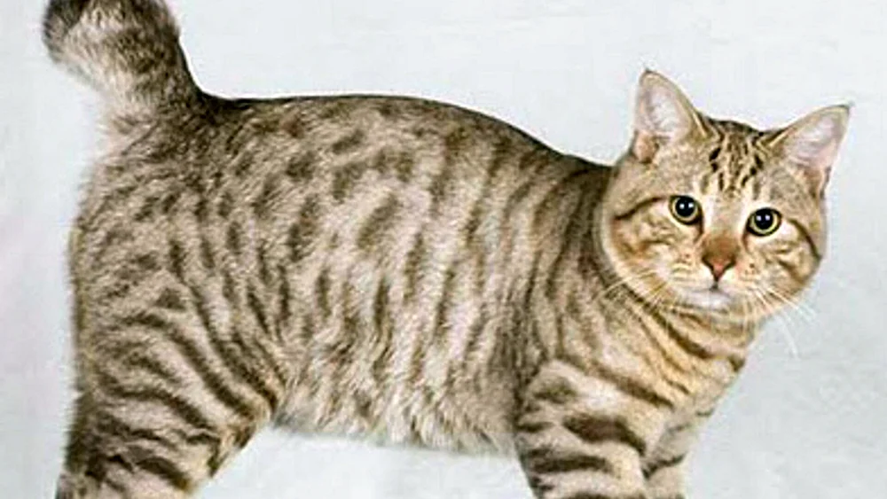 Amerikanische Bobtail Katze