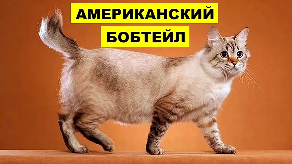 Amerikanische Bobtail Katze