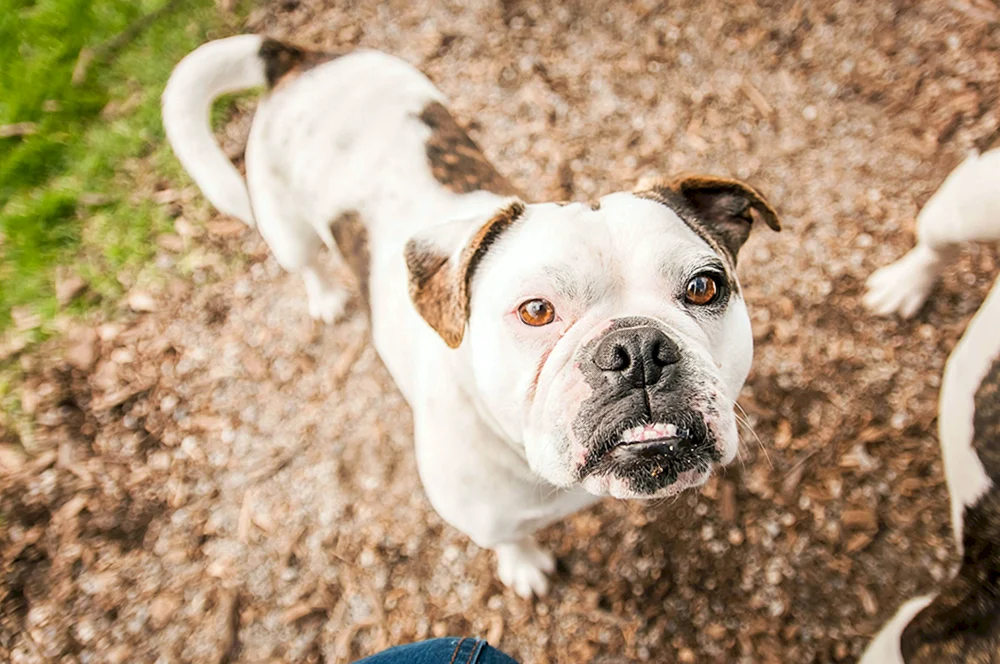 Amerikanische Bulldogge Bullie