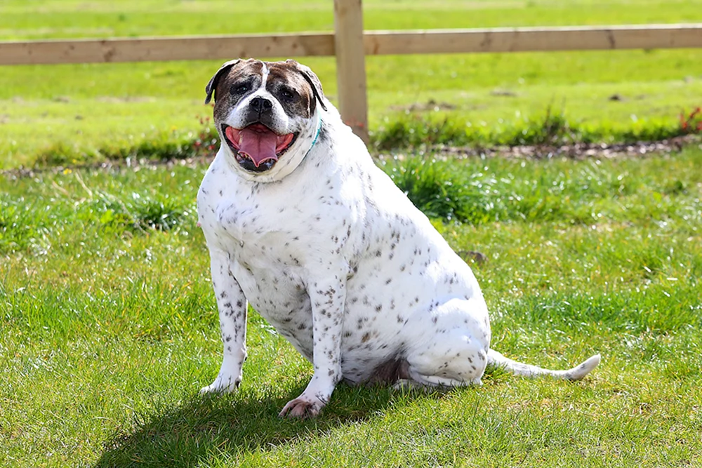 Fettleibigkeit bei Hunden