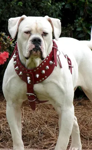 Amerikanische Bulldogge