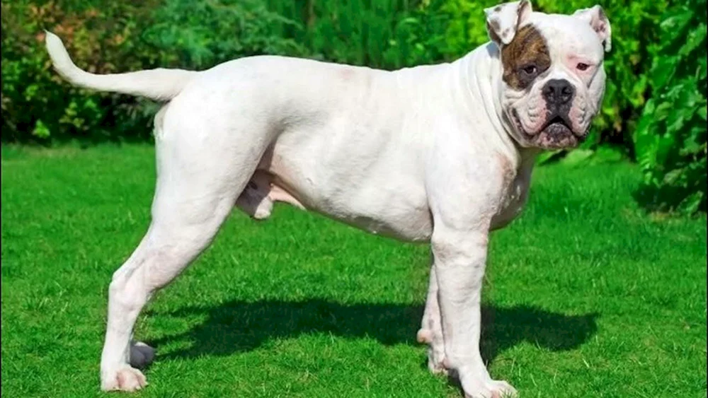Amerikanische Bulldogge