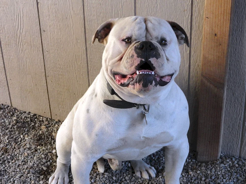 Alapaha Reinrassige Bulldogge