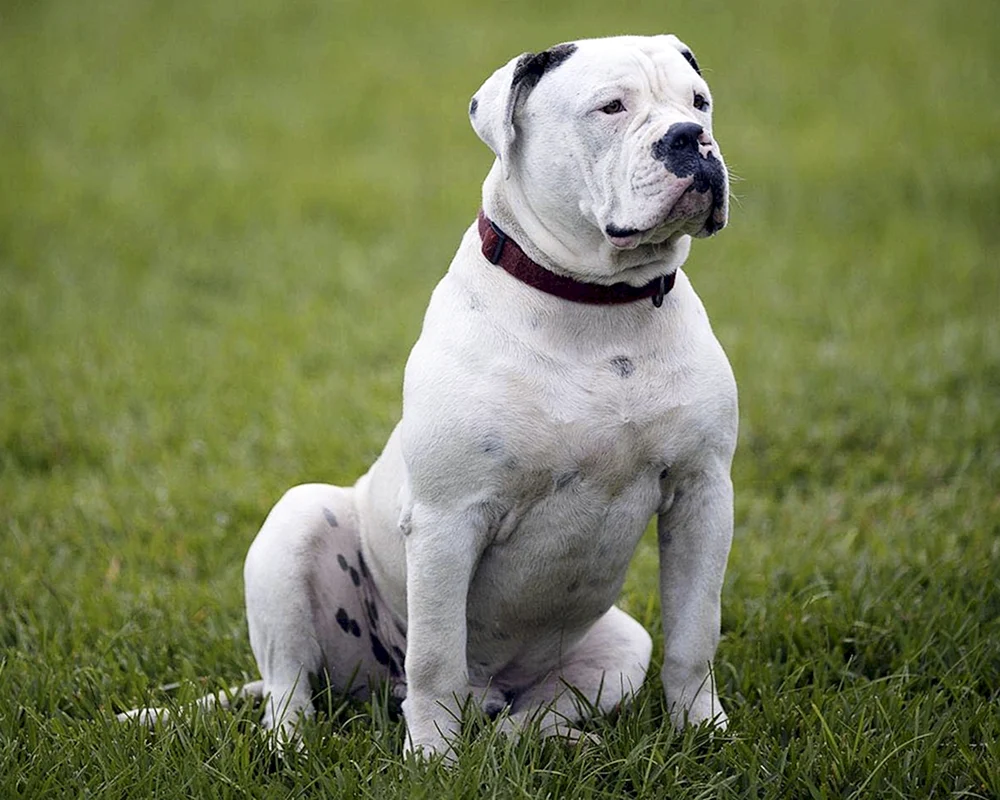 Amerikanische Bulldogge Bullie