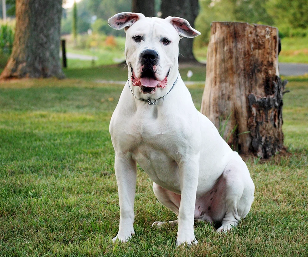 Amerikanische Bulldogge
