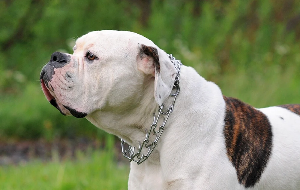 Amerikanische Staffordshire Terrier