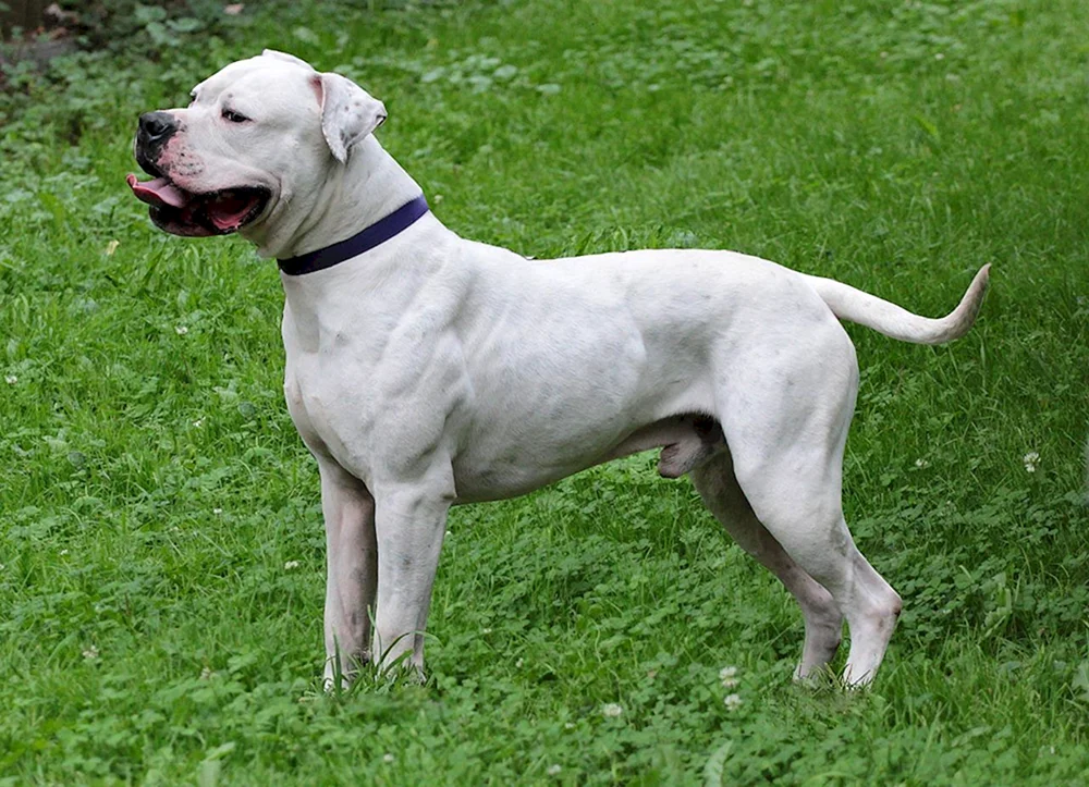 Amerikanische Bulldogge