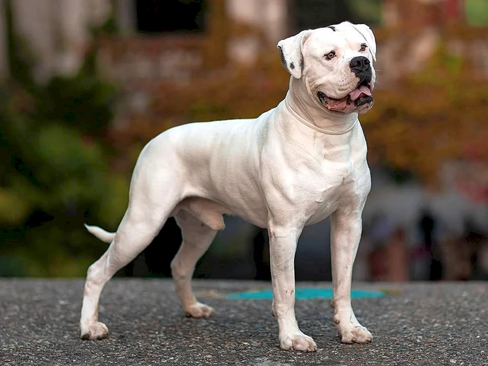 Amerikanische Bulldogge